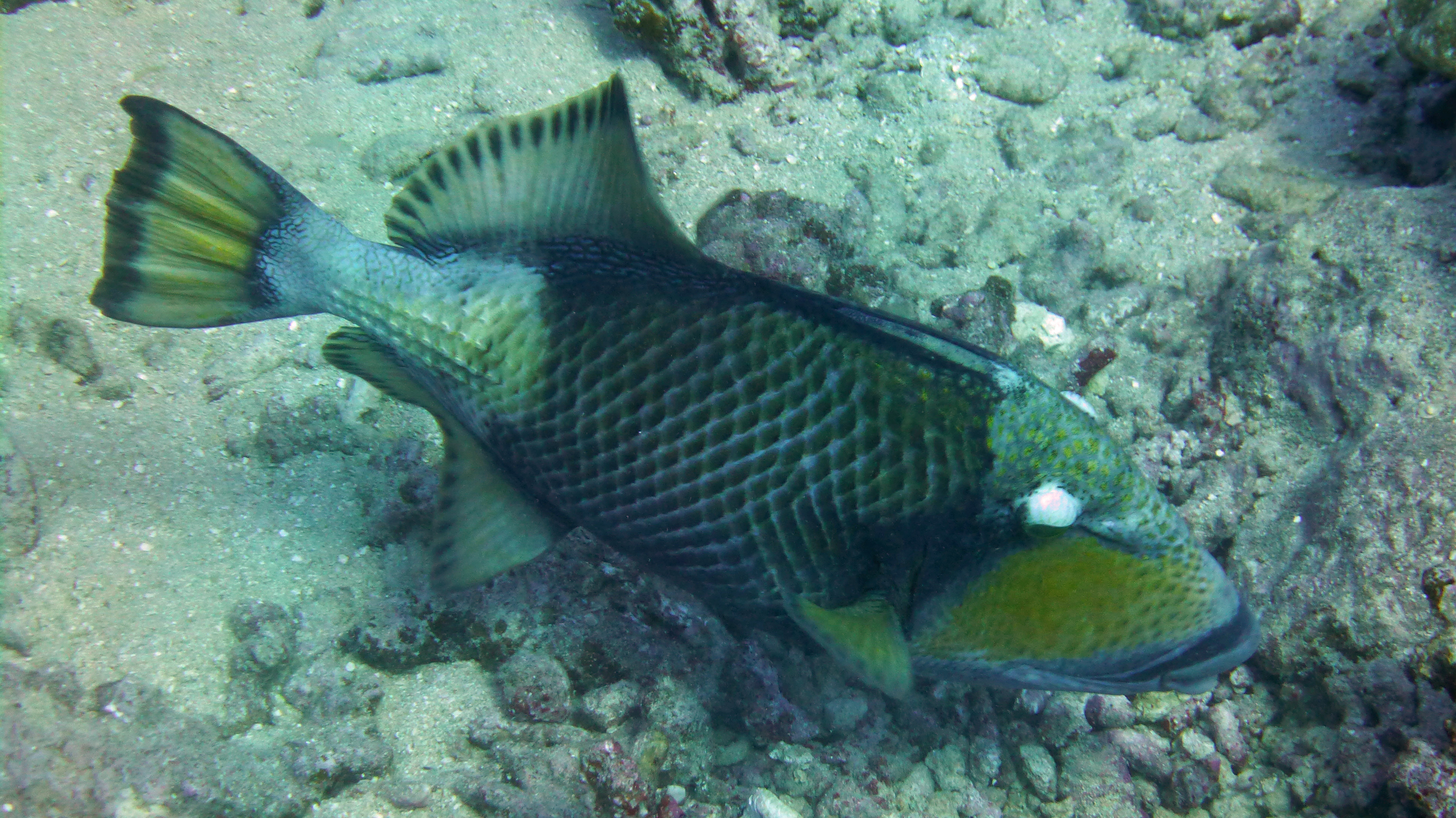 Titan triggerfish Mo'orea 2019.